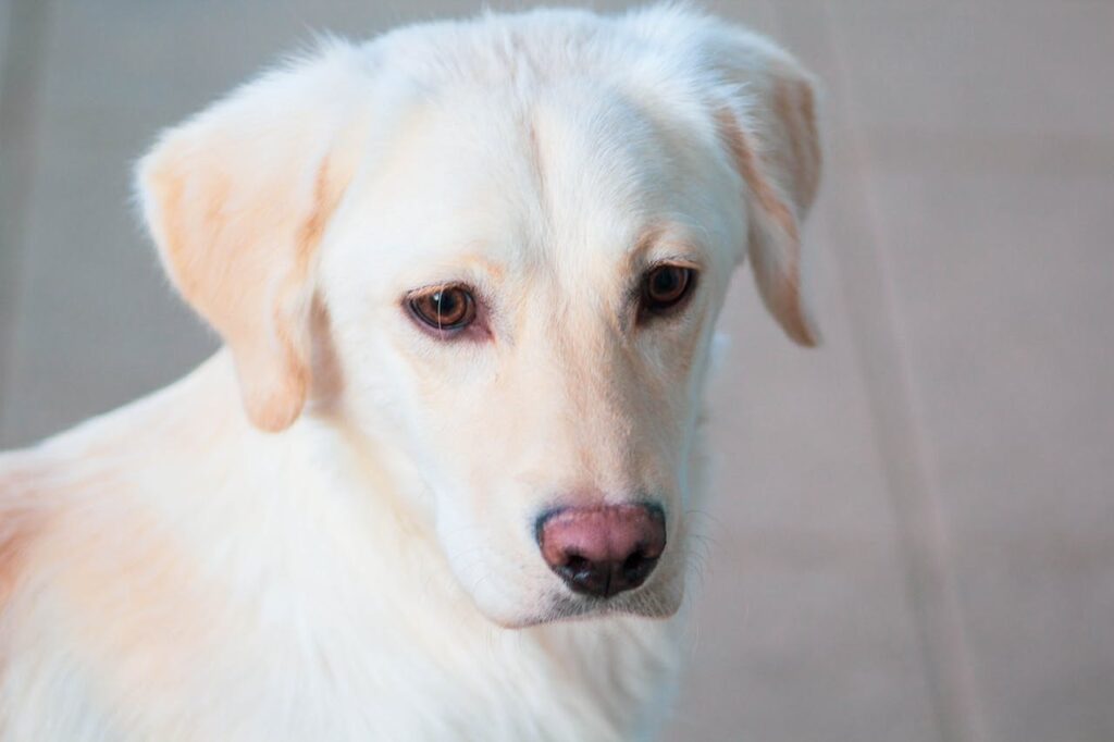 English Cream Dachshund