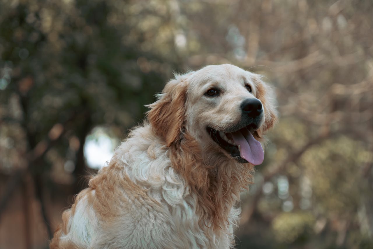 English Cream Dachshund