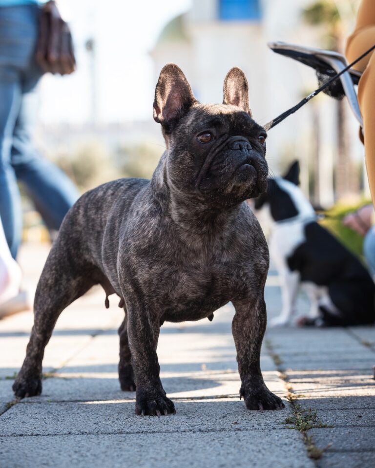 The Adorable Black French Bulldog| History, Care, Characteristics & Facts