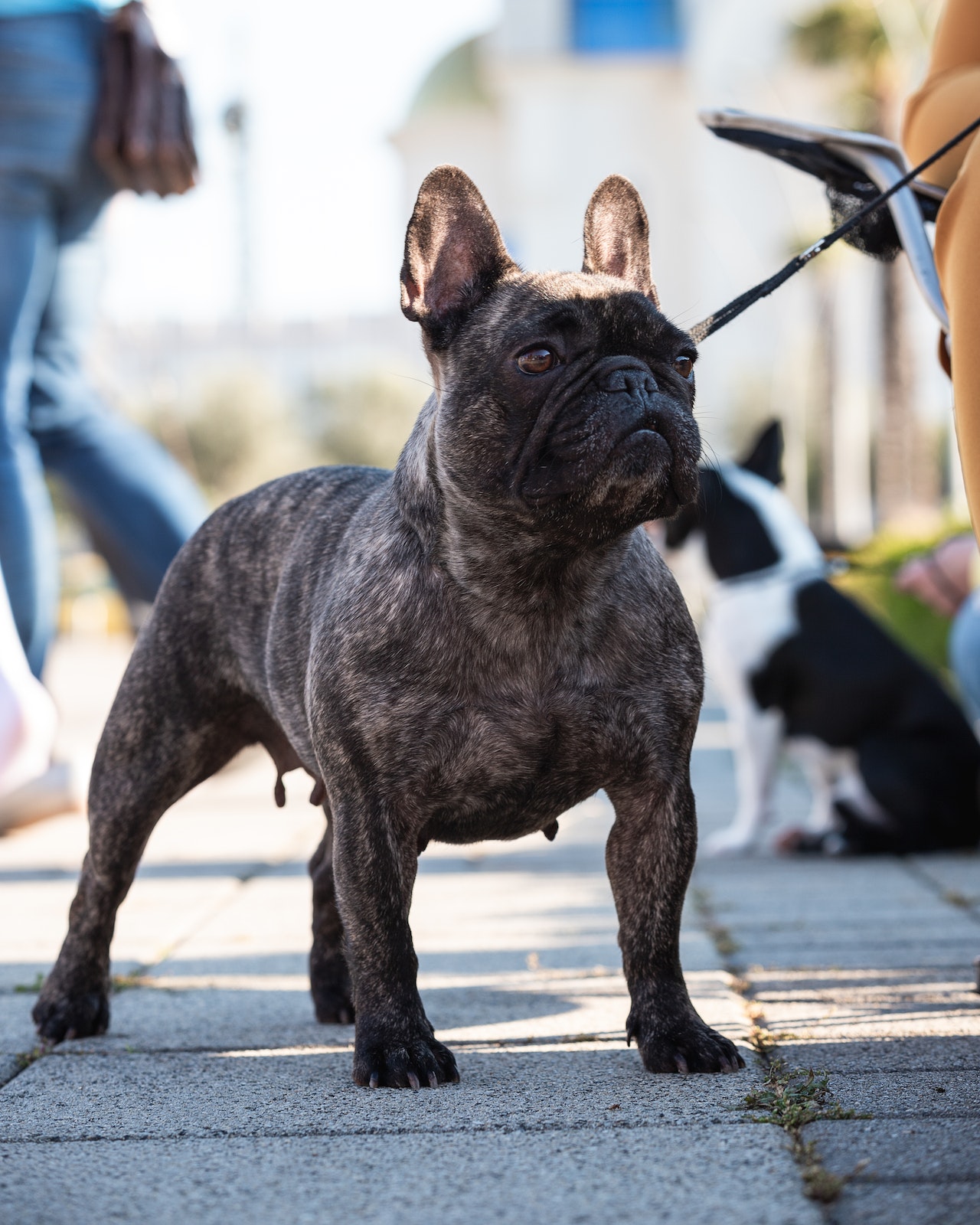 black french bulldog