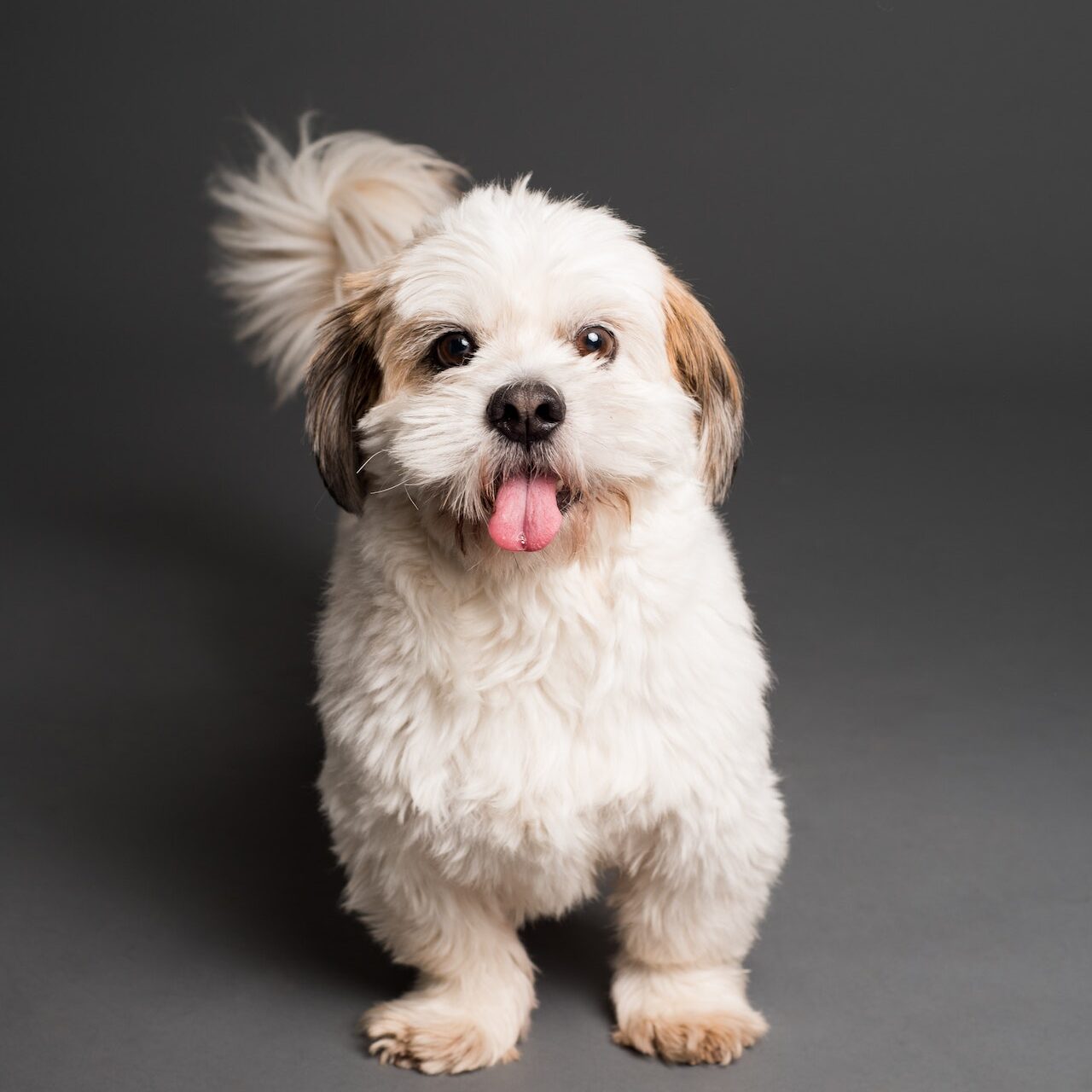 why shih tzus are the worst dogs