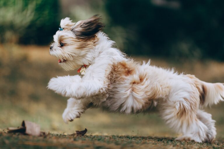 12 Reasons Why Shih Tzus Are the Worst Dogs? A Closer Examination