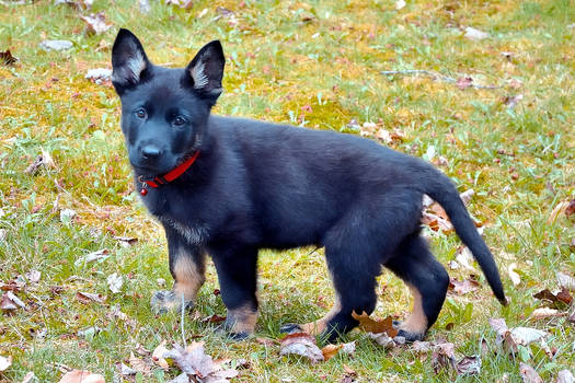 blue german shepherd