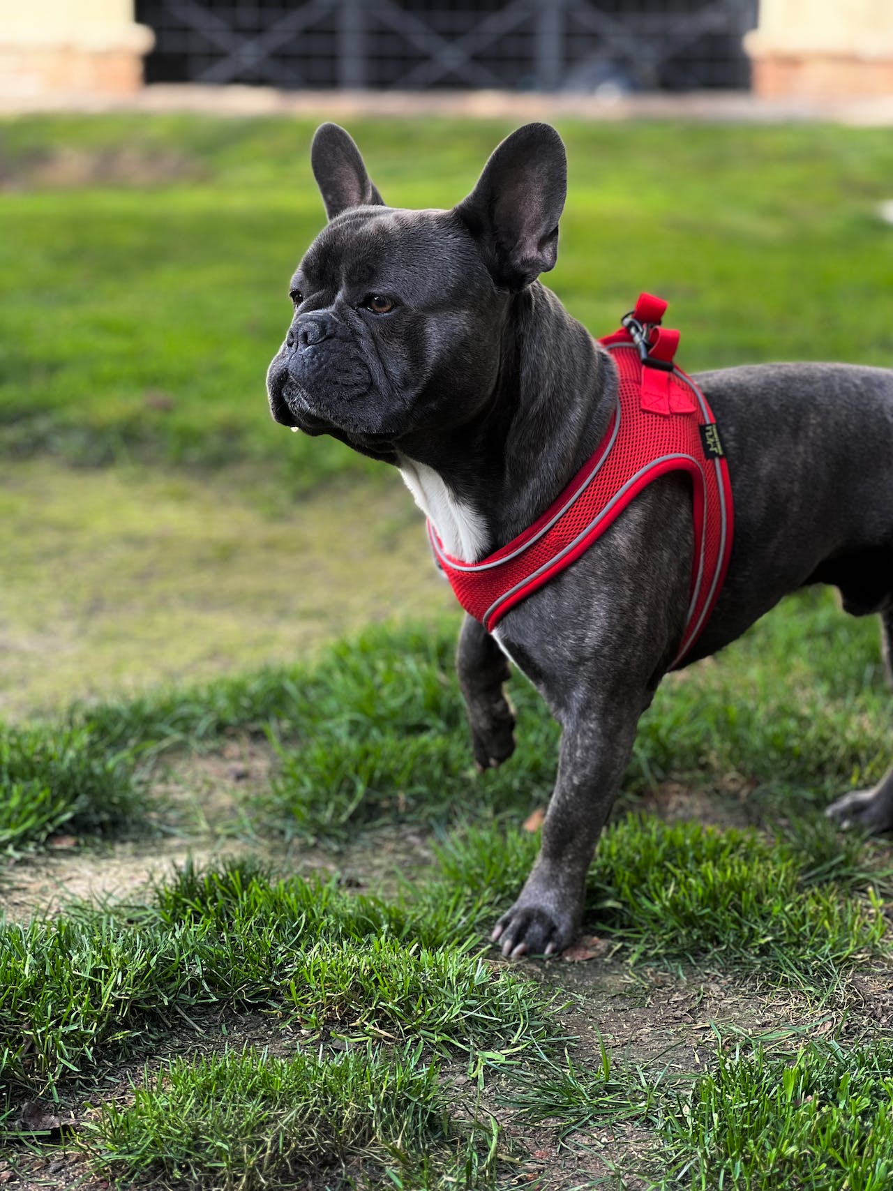 brindle french bulldog