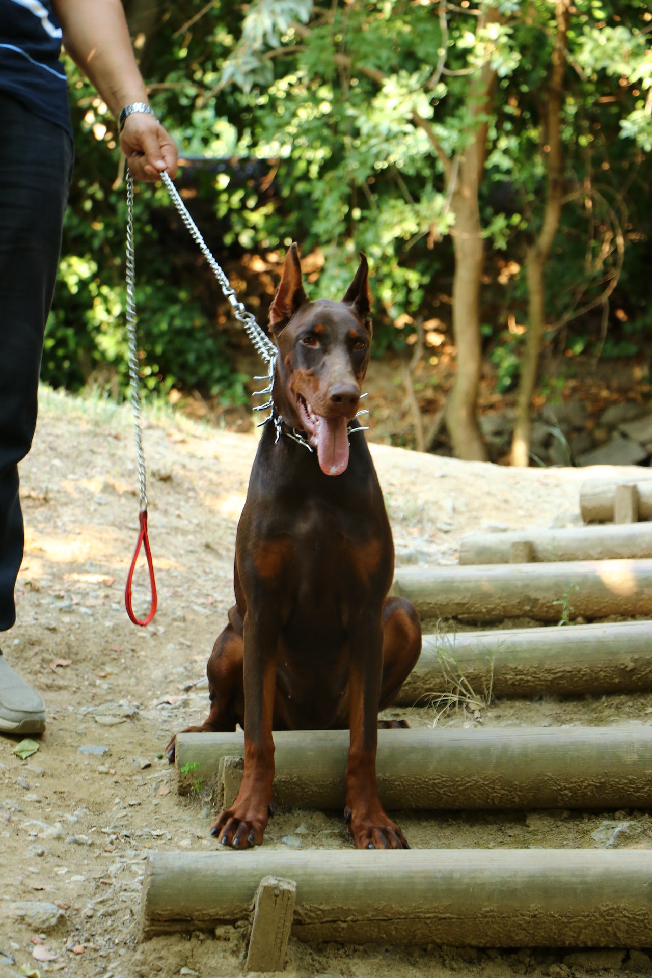 brown doberman